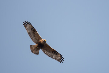 Beautiful bird, rough-legged hawk or buzzard flying in blue sky