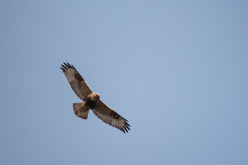 Beautiful bird, rough-legged hawk or buzzard flying in blue sky