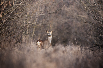 Roe deer standing in tall dry grass