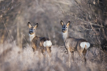 Roe deers standing in tall dry grass