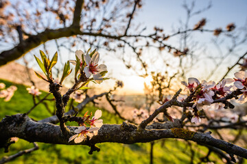 Early blooming almond tree in Petrin garden in Prague.