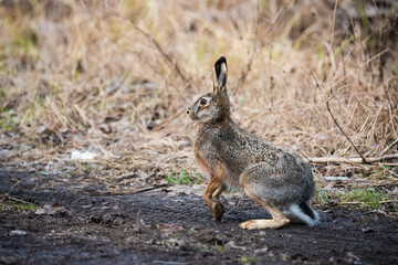 Naklejka na ściany i meble A hare stands on a rural trail