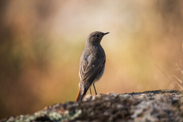 Cute Black redstart sitting on grey stone
