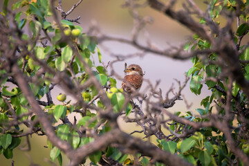 Naklejka na ściany i meble Red-backed shrike, wild bird sits on tree brunch