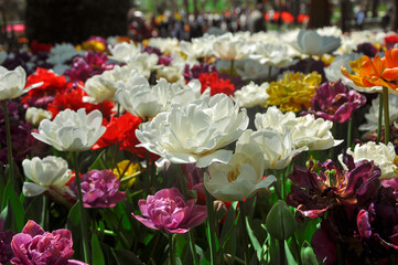 Colorful tulips from tulip festival