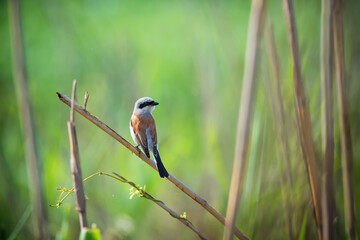 Beautiful Red-backed shrike, wild bird sits on a reed