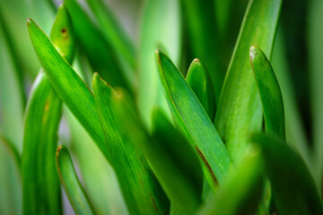 Close-up of green grass background