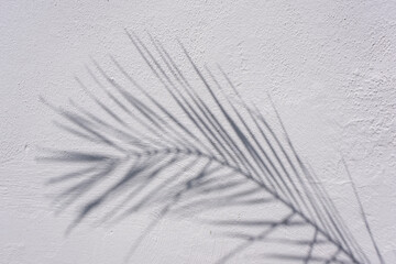 Palm tree leaves on white wall. Texture and surface material. Botanical shadow. Empty space for texting and copy space. Tropical shade under sunlight. Reflection of leaf silhouette. White background