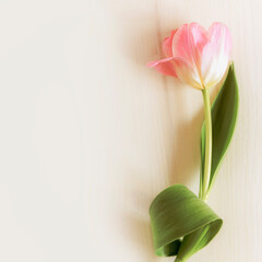 Blurred flower composition with pink tulip on a white wooden background with copy space. Flower background suitable for card of spring holidays: Women's Day, Mother's Day, Easter. Flat lay