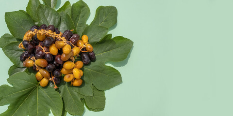 Religious Islamic festival and holy month of Ramadan, EID KAREEM, concept: Top view on many sweet brown and yellow dried date fruits lying on green fig leaves. Green food background with copy space 