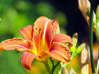 Close-up (macro) of an orange lily in the sun in the garden.