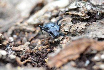 black beetle on the bark of a tree