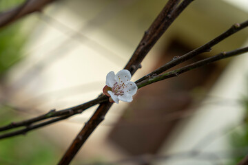 
apricot tree and its flowers