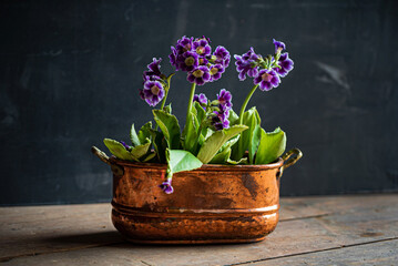 purple primrose in the pot