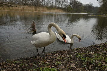 Swan, pair of swans, East Park Wrocław Poland, pond, birds, spring