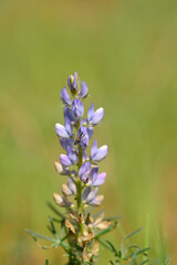 Lupinus angustifolius or blue lupine is an annual herbaceous plant, one of the few cultivated species