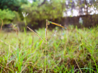 Damselfly in Wild Tiny Plant