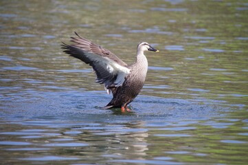 goose about to fly 