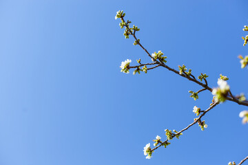 White apple blossoms sprout in spring against blue Sky.
Weiße Apfelblüten sprießen im Frühling vor blauem Hintergrund. 