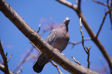 pigeon on a branch