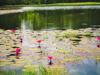 Dark Pink Water Lily in Lake    