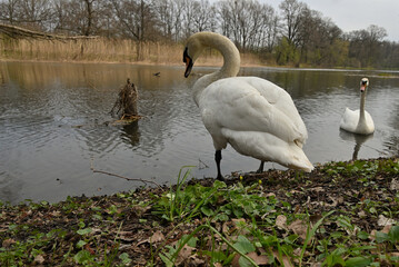 Swan, pair of swans, , pond, birds, spring,  East Park Wrocław Poland