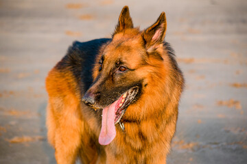 Happy young German shepherd dog playing on beach sand and chasing for something on beach | Young happy German shepherd dog Domestic pet dog playing on beach 