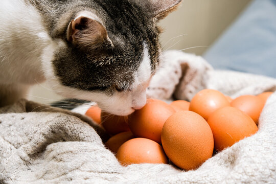 Natural brown eggs. Natural egg on a knitted mat. The cat found a chicken egg. Ecostyle.