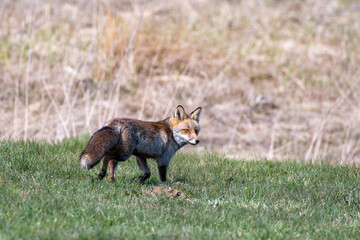 red fox in the wild