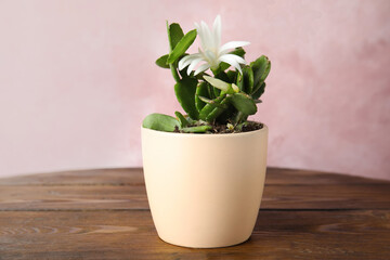 Beautiful blooming Schlumbergera (Christmas or Thanksgiving cactus) on wooden table