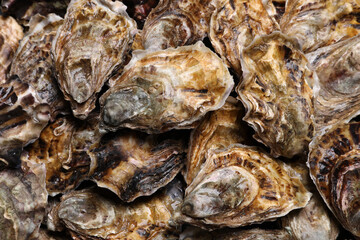 Fresh closed oysters as background, top view