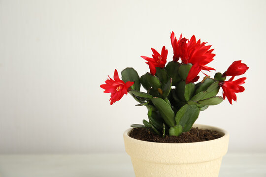 Beautiful red Schlumbergera (Christmas or Thanksgiving cactus) on light background. Space for text