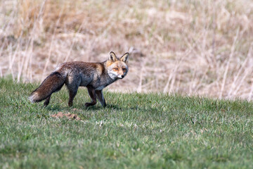 Naklejka na ściany i meble red fox vulpes walking in a meadow