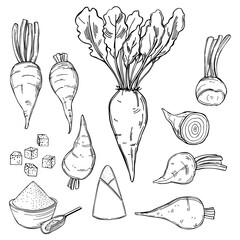 Sugar beet. Vector illustration.