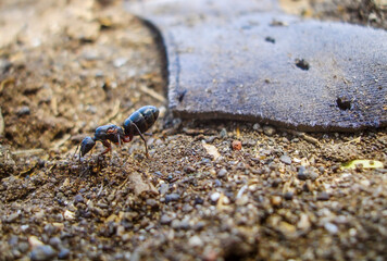 Lonely Black Ant on Sand
