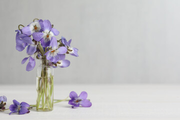 Beautiful wood violets on white table, space for text. Spring flowers