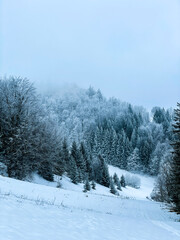 Schnee, Wald, Berg, Bäume, Wandern, Winter, Österreich, Austria, Landschaft, Schneebedeckte Bäume,