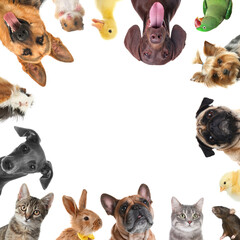 Obraz premium Cute different animals on white background, collage