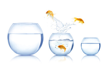 Beautiful bright goldfish jumping out of water on white background