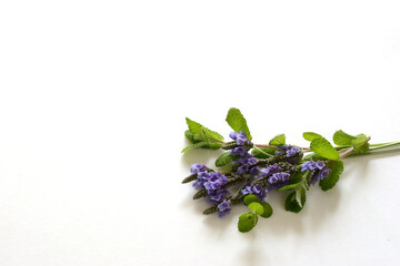 ラベンダーの花　ミントの葉  © tamayura39