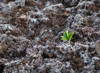 young plant surviving late frost