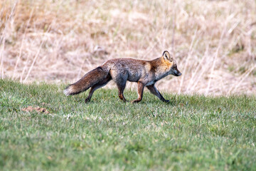 red fox vulpes walking through meadow
