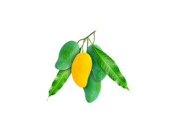 One of yellow ripe mango is in the middle of a cluster of raw mangoes and green leaves on white background.