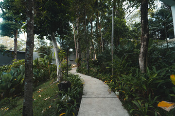Dark green leaves in the garden