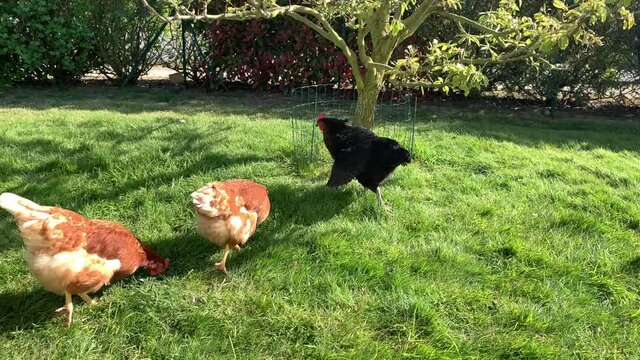 Poules pondeuses dans un jardin dont deux poules rousses et une poule noire de race Marans qui s&rsquo;&eacute;tire.