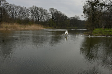 Obraz na płótnie Canvas Swan, pair of swans, East Park Wrocław Poland, pond, birds, spring, threatening bird, swan flight