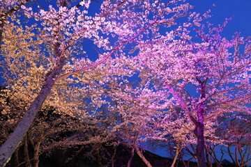さくらの里の夜桜