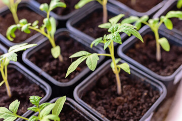 tomato seedlings in cardboard containers, on the windowsill