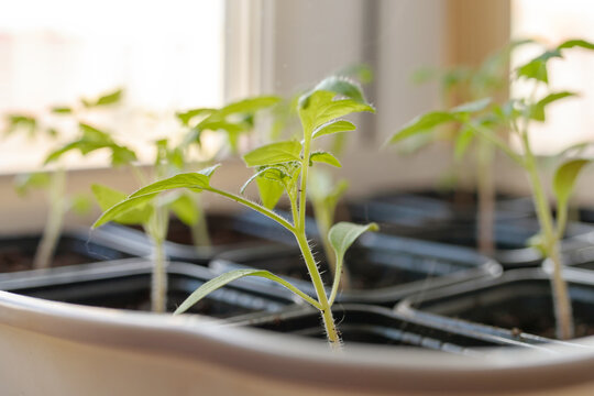 tomato seedlings in cardboard containers, on the windowsill
