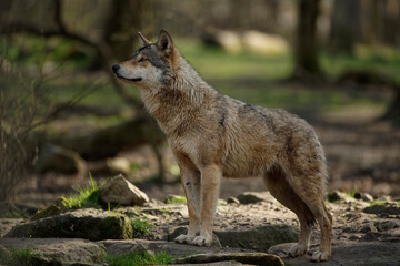 Obraz premium Loup gris d'Europe